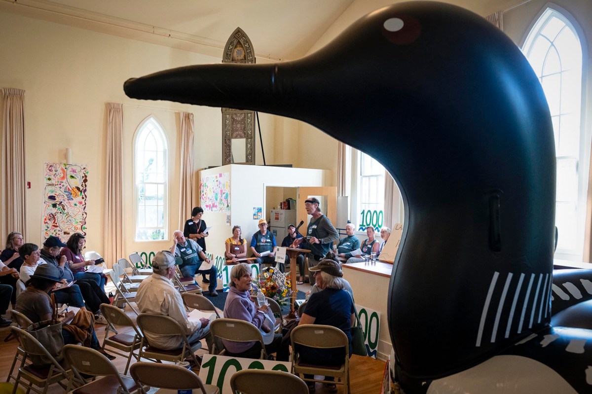 A large black bird sitting in a room.