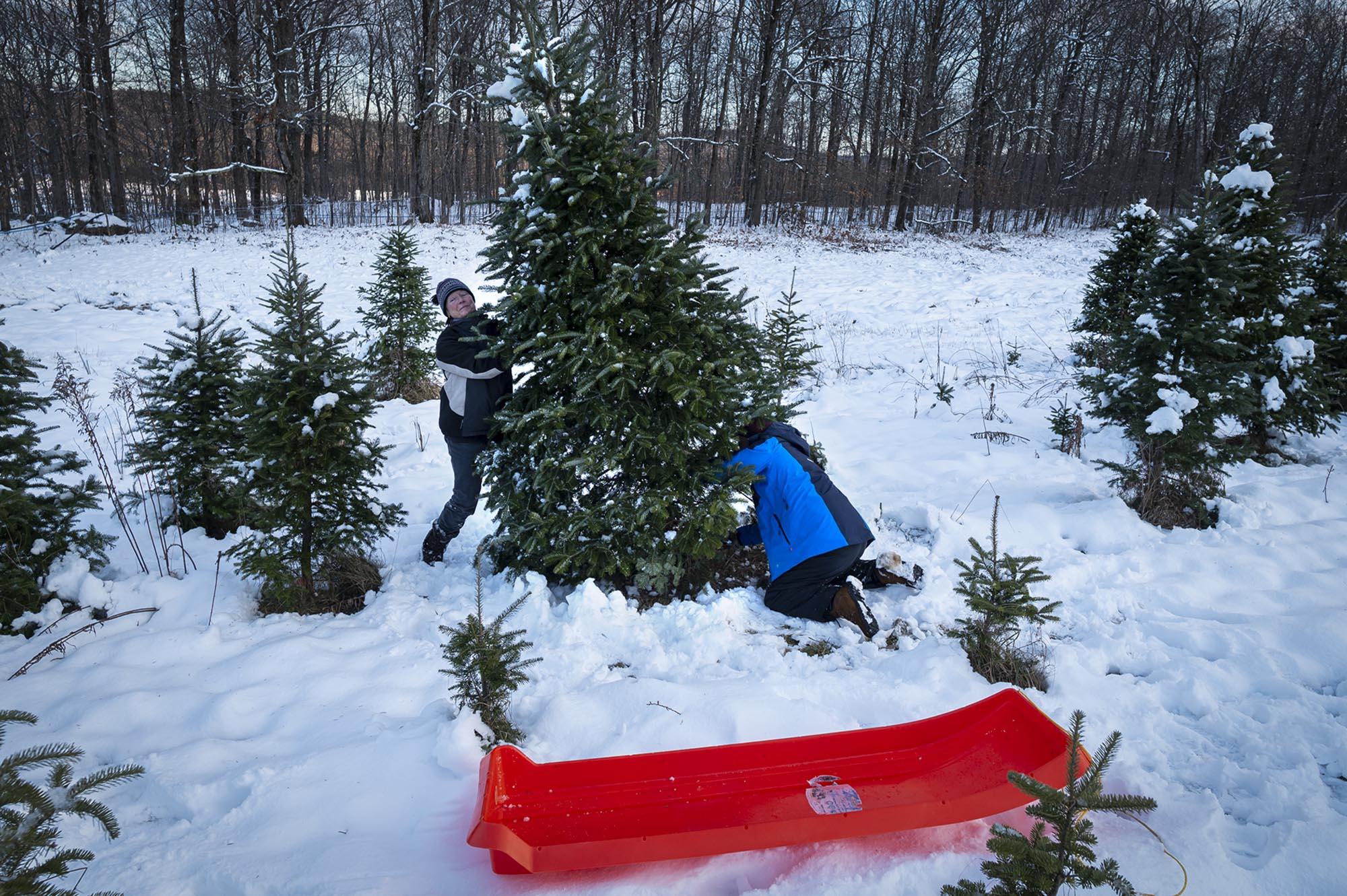 Two people are cutting down a tree in the snow.