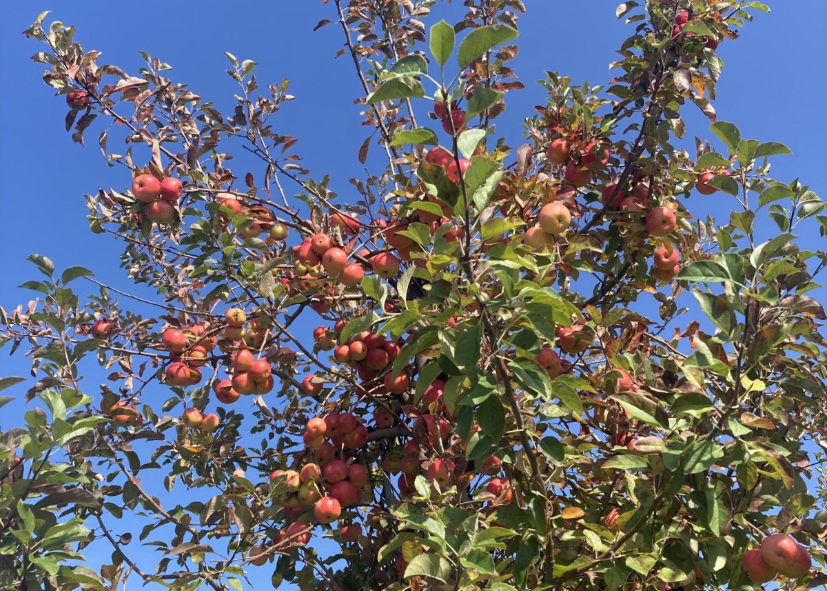 A tree with a lot of fruit on it.