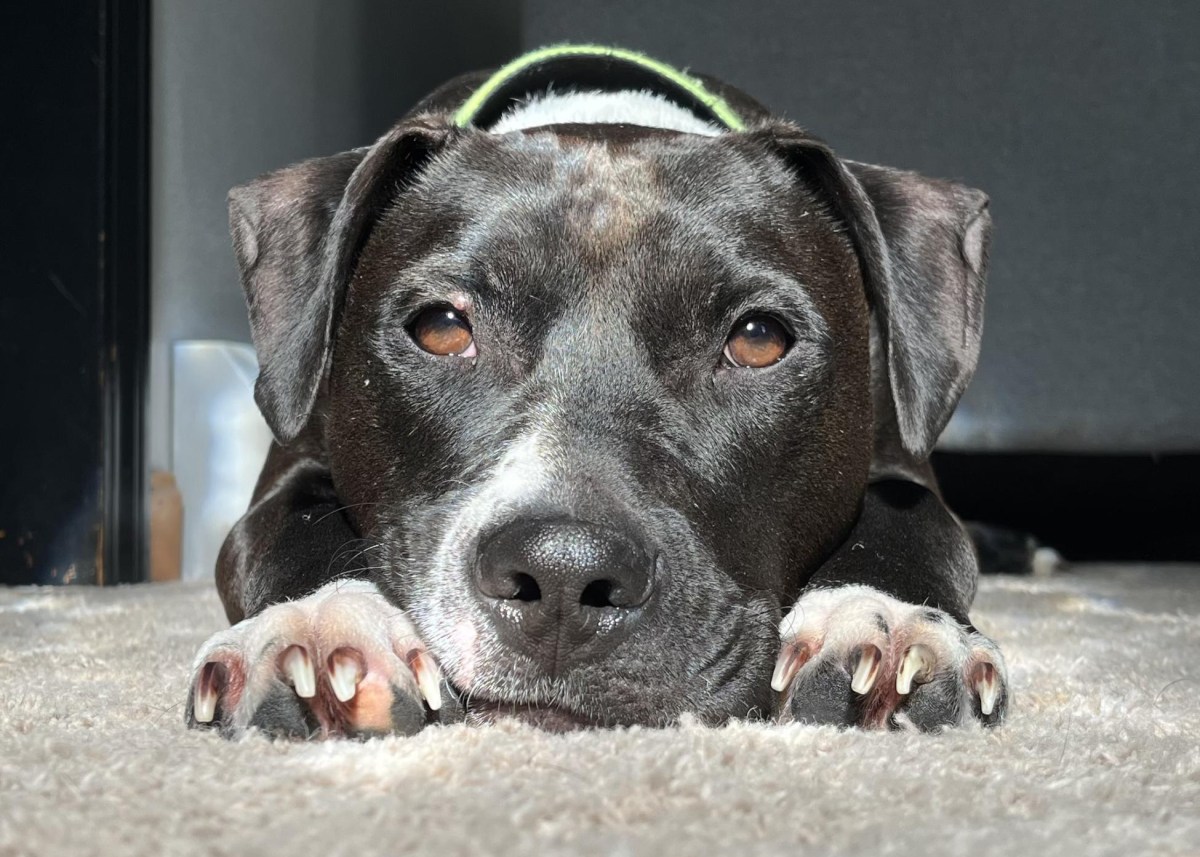 A black and white dog lying on the carpet.