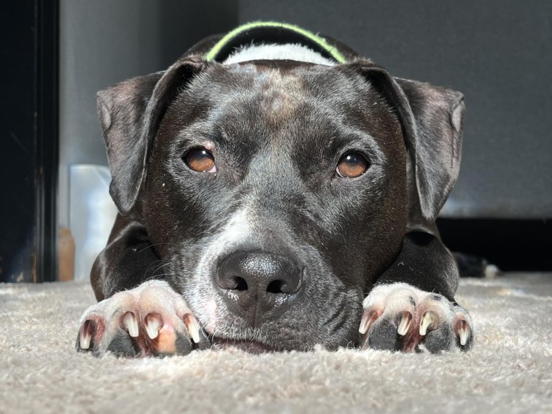 A black and white dog lying on the carpet.