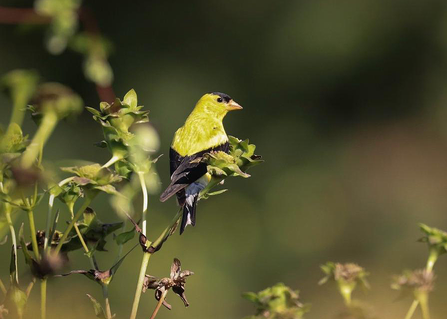 A bright yellow finch perched on a green plant with blurred green background.