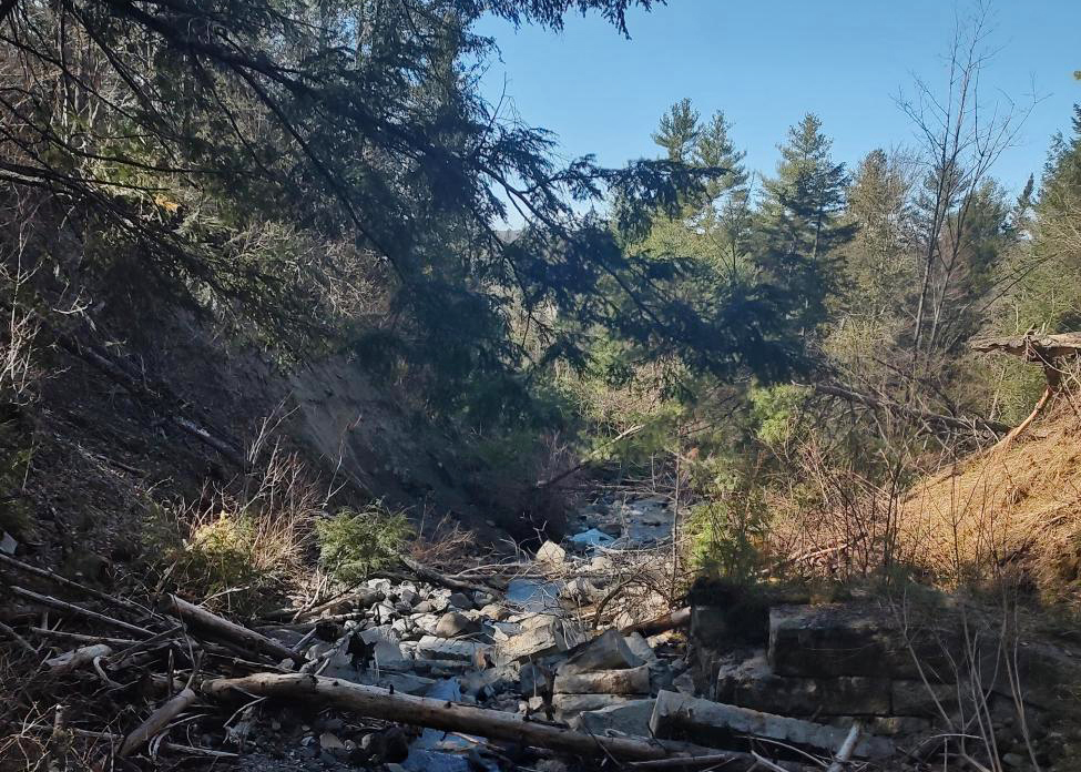A small woodland stream flows through a forested area with fallen branches and rocks. Trees and undergrowth surround the scene under a clear blue sky.