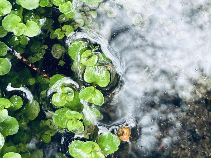 Close-up of green leaves reflecting in clear, rippling water, giving a mirrored and slightly blurred effect.
