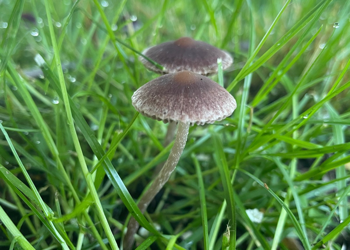 a mushroom in the grass