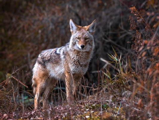 A coyote in brush.