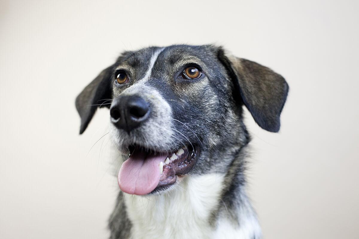 A black and white dog.