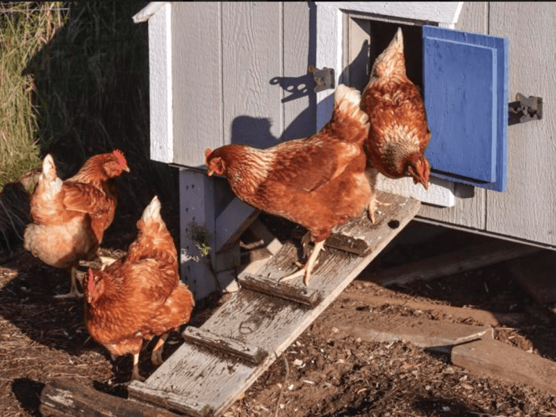 Chickens coming out of a coop.