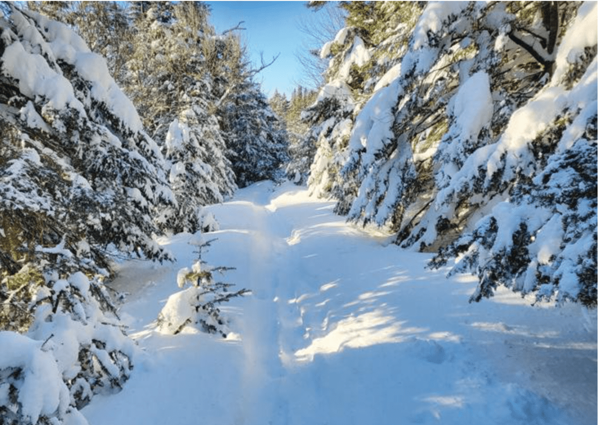 a snowy trail in the woods in winter