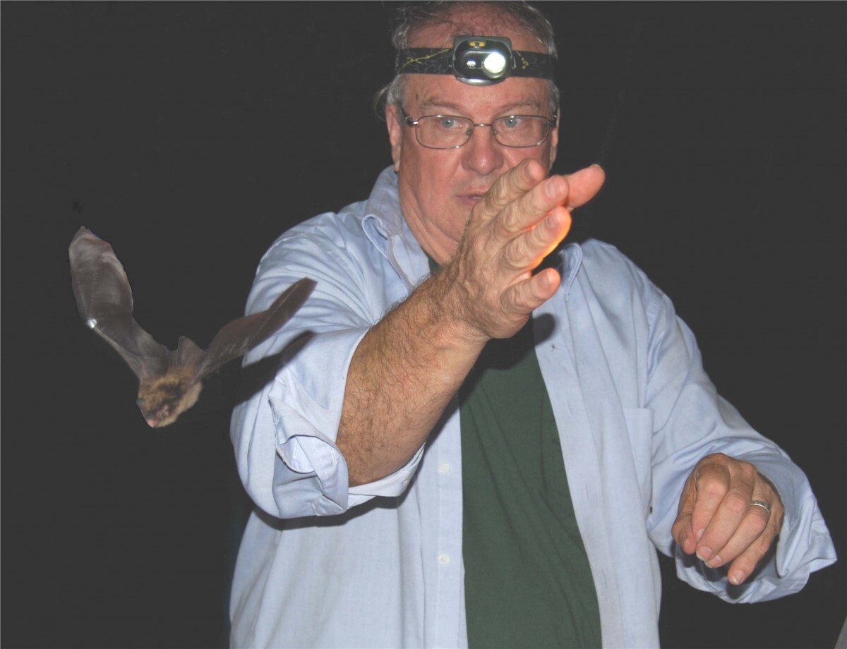 A man releases a bat in the dark