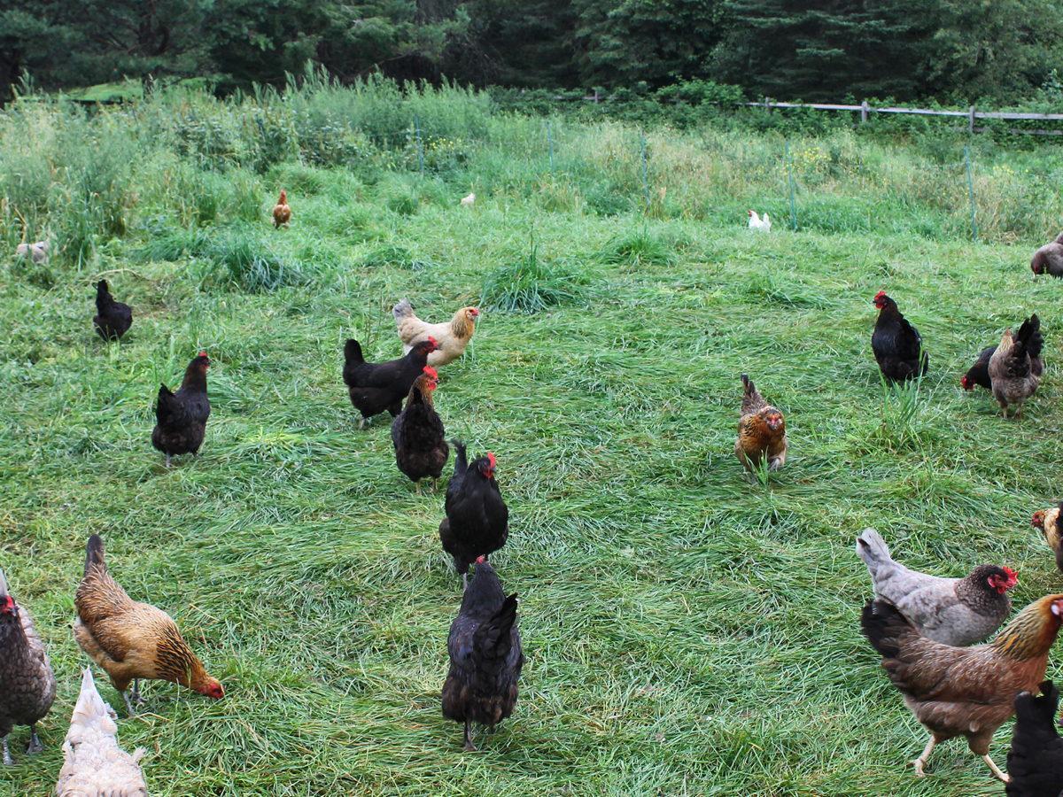 A group of chickens in a field.