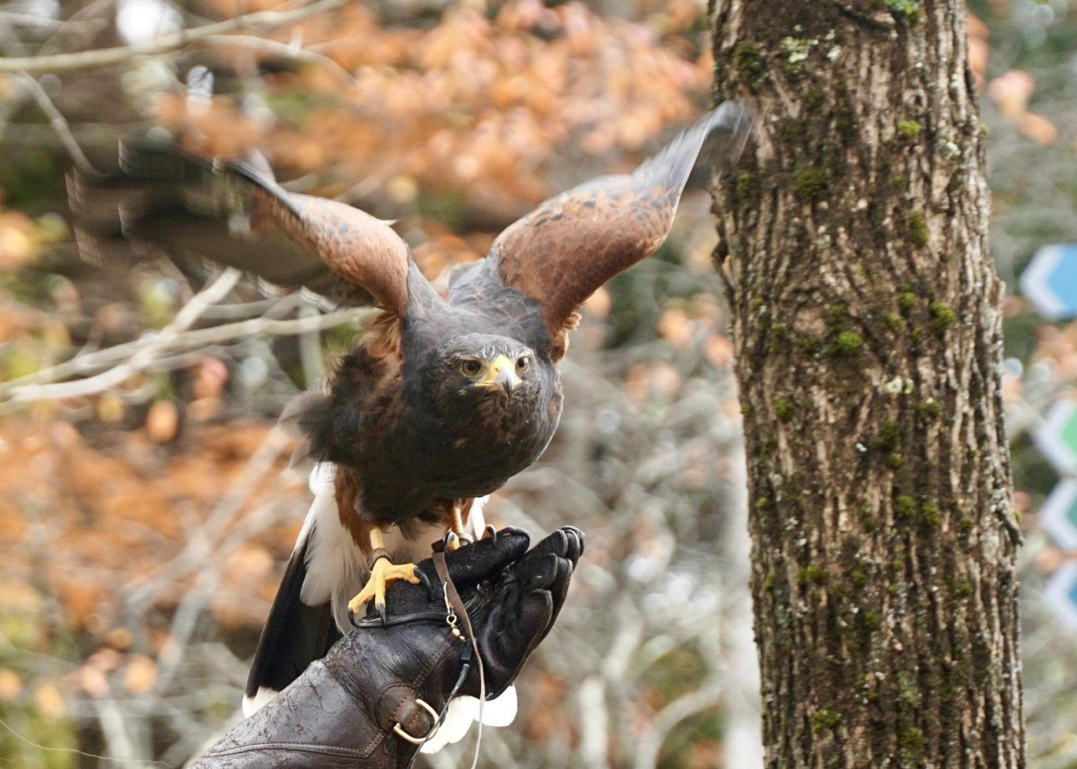 a bird with wings outstretches on a gloved hand