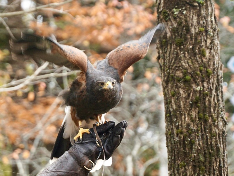 a bird with wings outstretches on a gloved hand