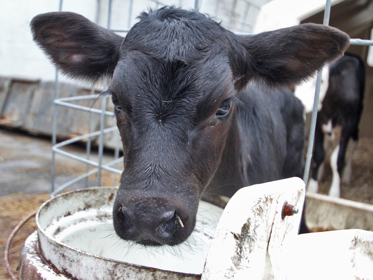 A black cow drinking from a bowl.