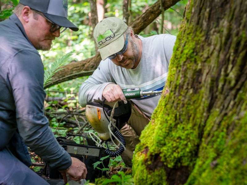 Two men in outdoor clothing examine a large tree trunk with scientific instruments in a forest. One is kneeling next to the tree while the other stands nearby.