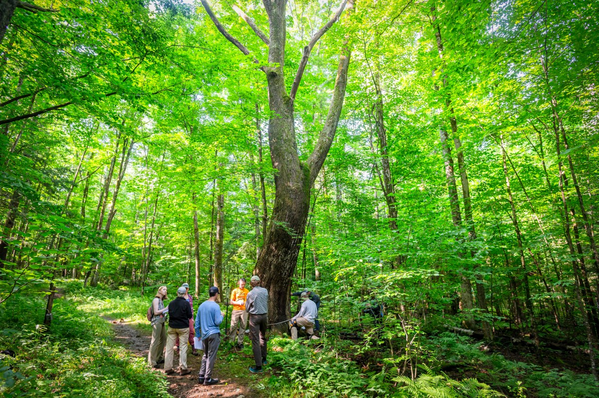 A group of people stands in a forest, surrounding a large tree. They appear to be discussing or observing the tree. The scene is lush with greenery and sunlight filters through the leaves.