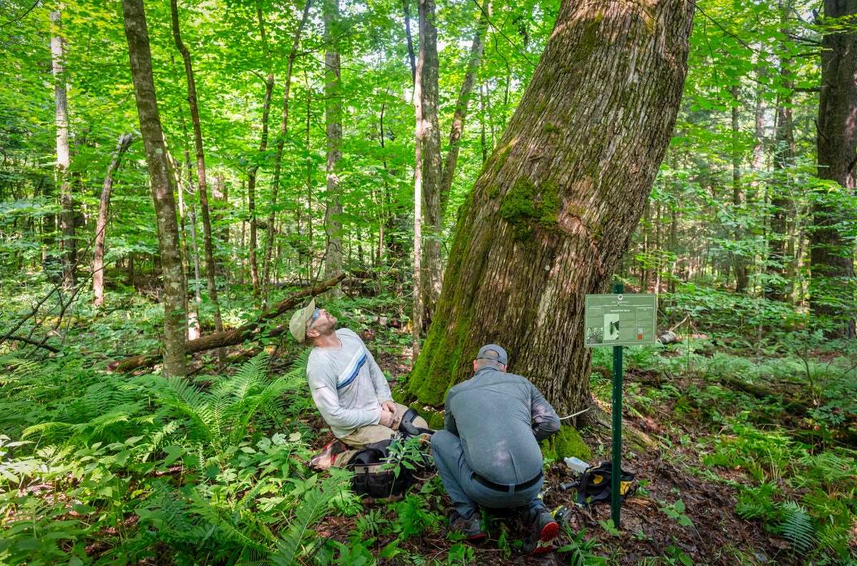 Two people examine a large tree in a lush forest, with one looking upwards and the other kneeling. A sign with information is placed near the tree.