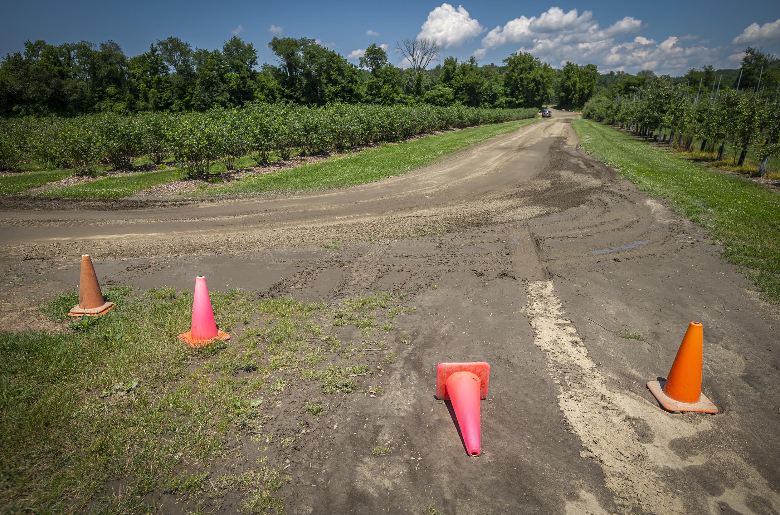 A dirt road in a rural area is partially obstructed by four orange traffic cones, with green fields and trees on either side.
