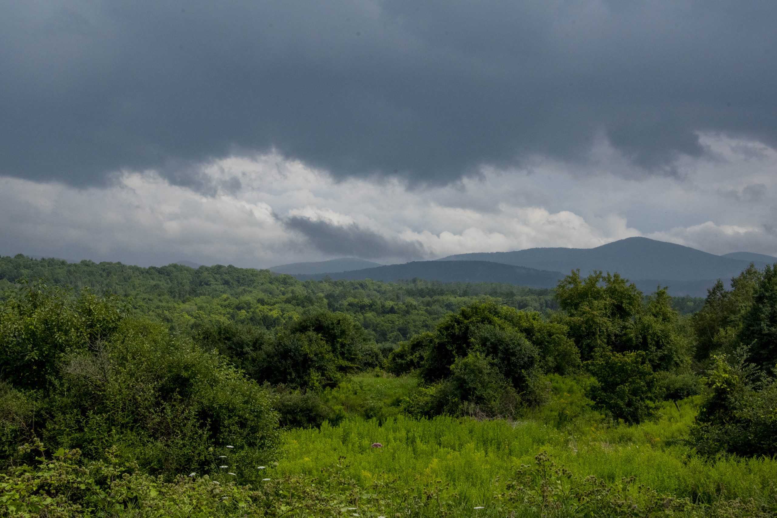 A lush green landscape with dense foliage and hills in the background under a dark, cloudy sky.