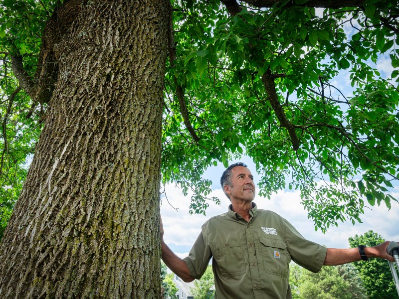 A man in a green shirt and crutches stands next to a large tree, looking up at its branches on a bright day.