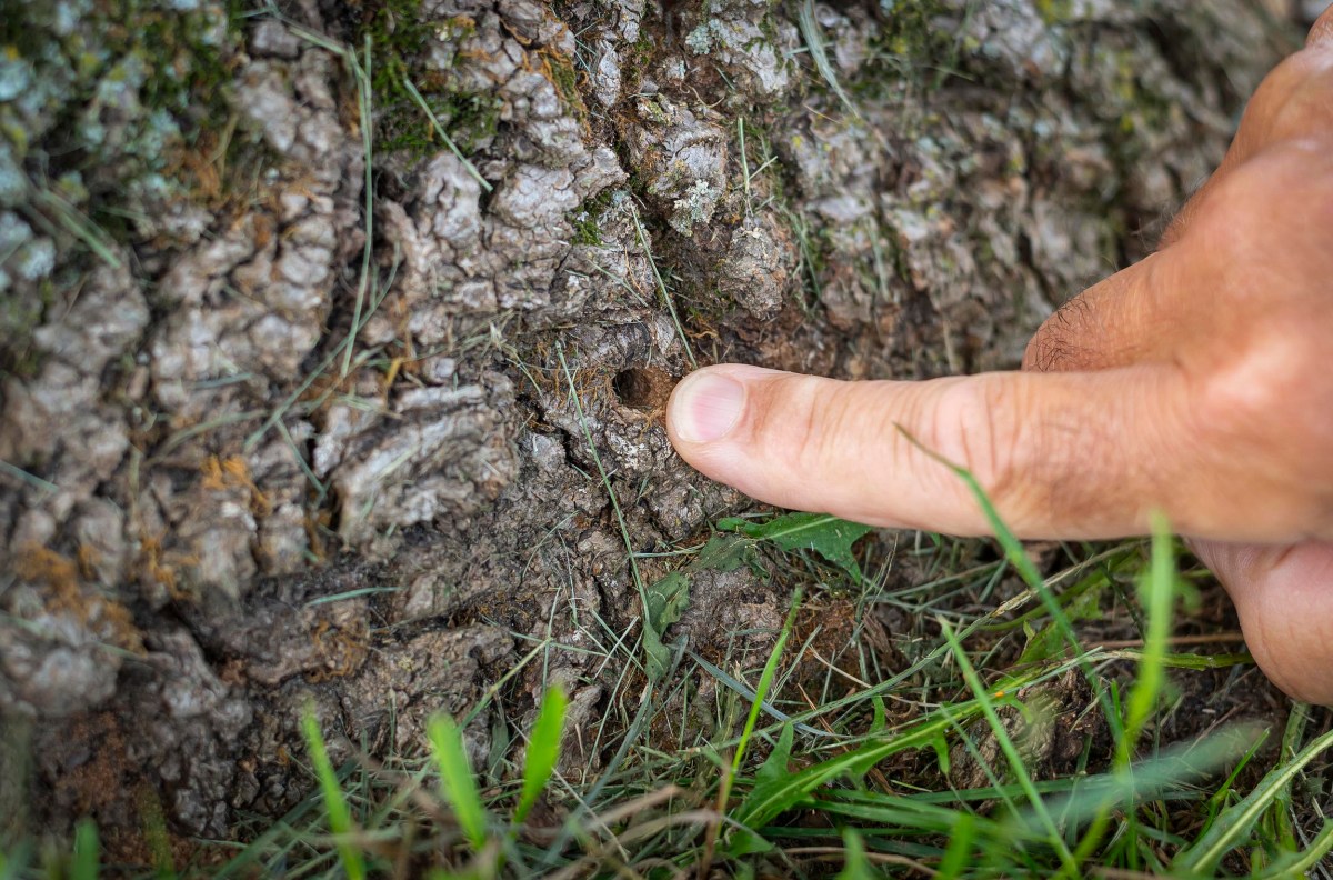 A finger points to a small hole in the bark of a tree, surrounded by grass and moss.