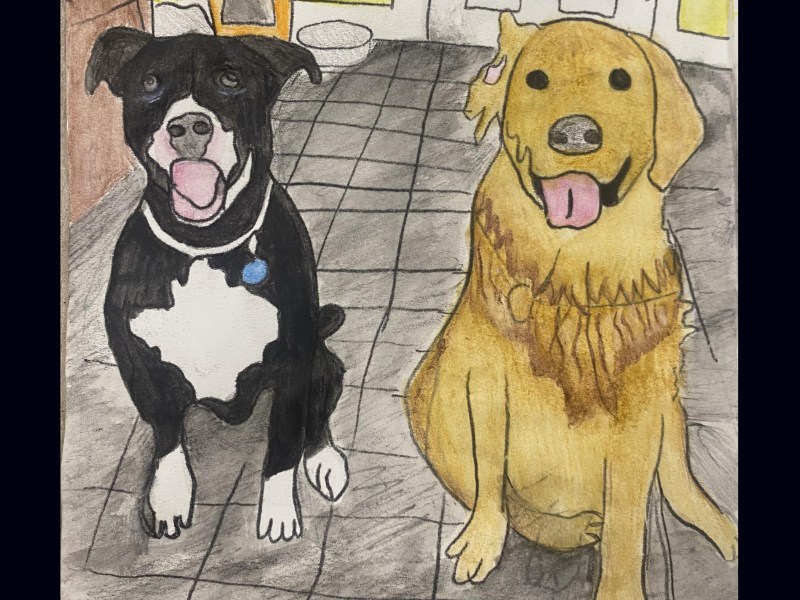 A hand-drawn picture of a black and white dog sitting next to a golden brown dog on a tiled floor. Both dogs have their tongues out and appear happy.