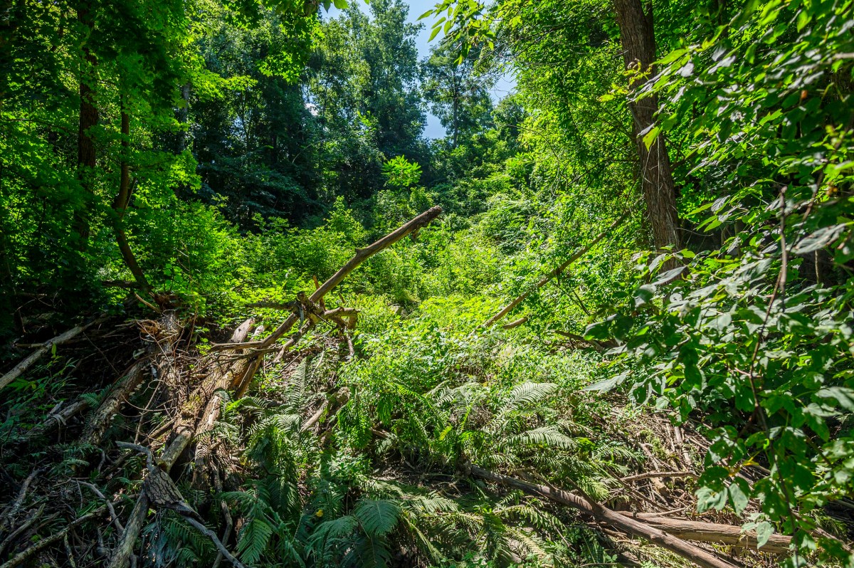 Dense, green forest with fallen logs and abundant foliage under bright sunlight in a natural, unmaintained setting.