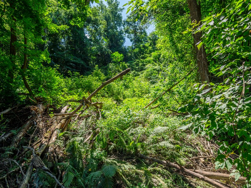 Dense, green forest with fallen logs and abundant foliage under bright sunlight in a natural, unmaintained setting.