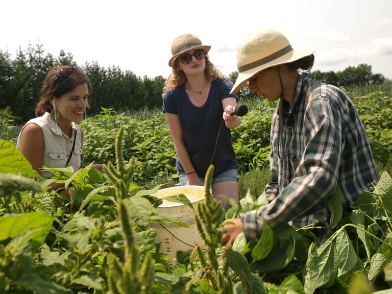 Three people are in a field. One person is harvesting plants, while another, holding a microphone, interacts with them. The third person observes. All are wearing casual outdoor attire.