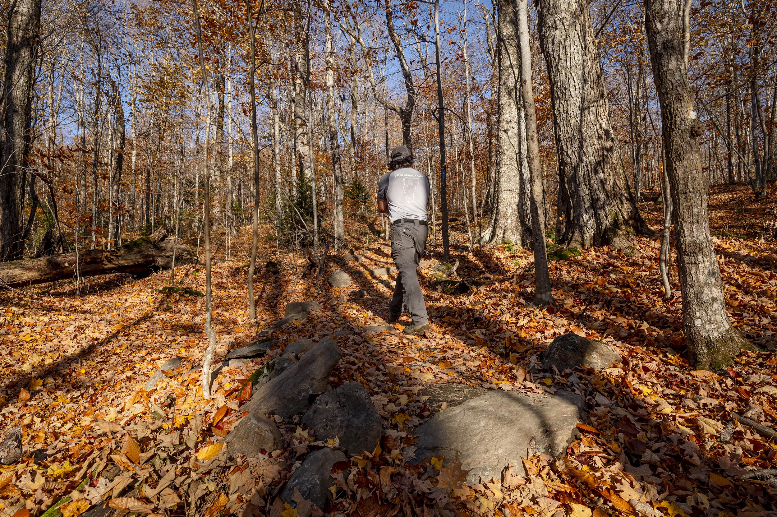 A person walks on a leaf-covered forest trail surrounded by tall trees on a sunny day.