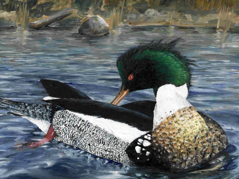 Painting of a duck with green head, white neck, and speckled body, swimming in water with a blurred shoreline in the background.