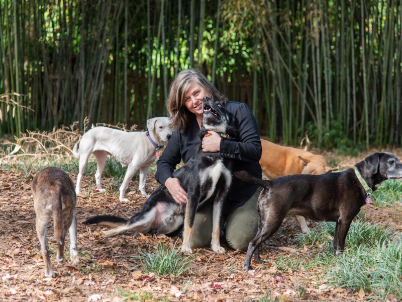 A person kneels on the ground in a wooded area, surrounded by five dogs. The person is petting a black dog while other dogs stand nearby.