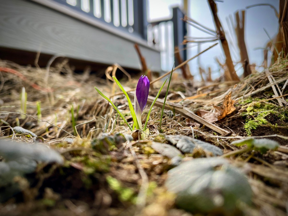 A single purple flower bud emerges from the soil, surrounded by dried grass and leaves, near a gray fence.