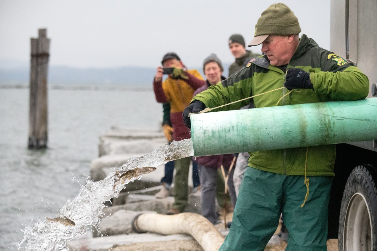 A man in outdoor gear releases fish from a large pipe into a body of water. Several people watch and photograph the scene in the background.
