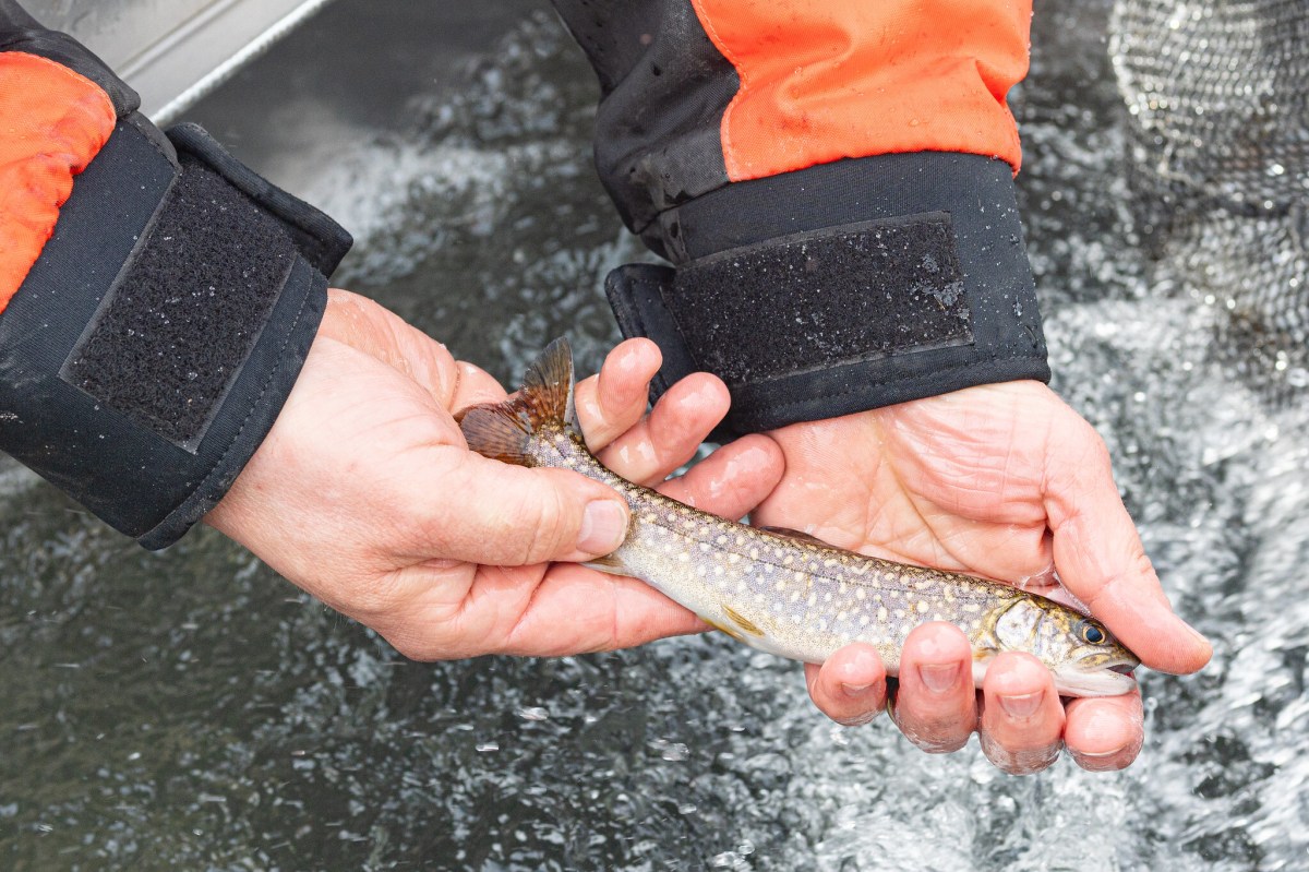 A person in an orange and black jacket holds a small fish with both hands over water.