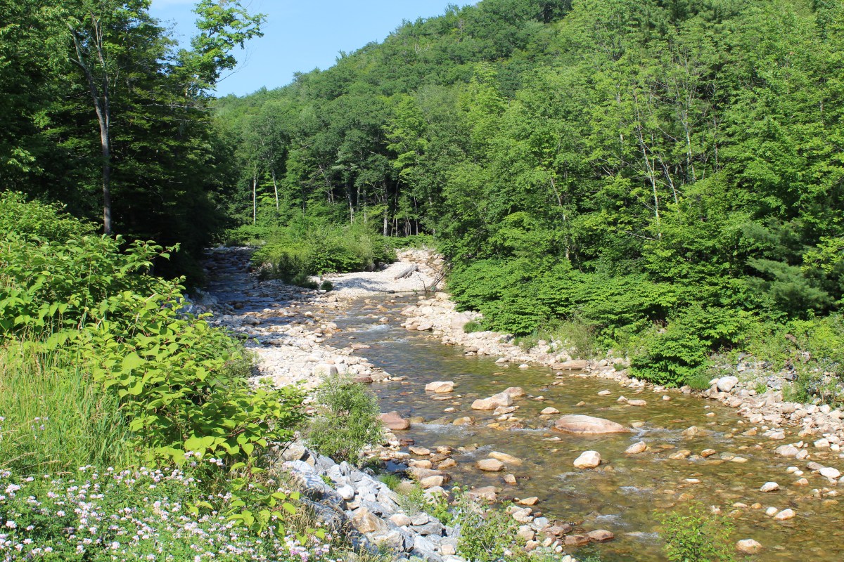 A shallow rocky stream flows through a green forest under a clear blue sky, with wildflowers and dense foliage along the banks.