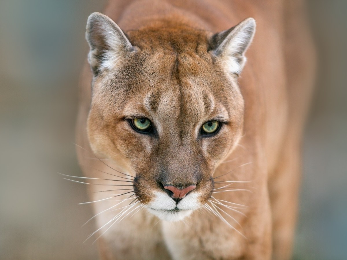 Final Reading: What would it take to bring cougars back to Vermont?