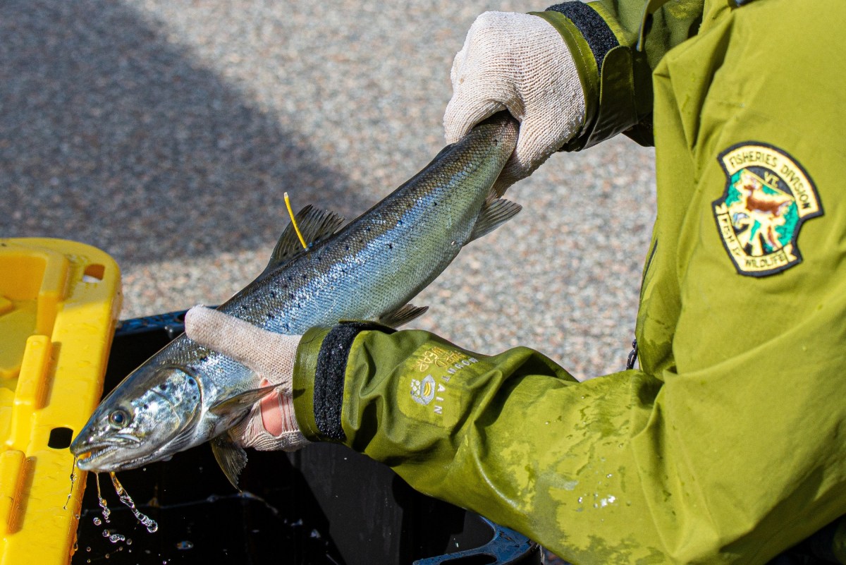 Person in gloves and a green jacket labeled “Fisheries Division” holds a fish with a yellow tag above a black container.