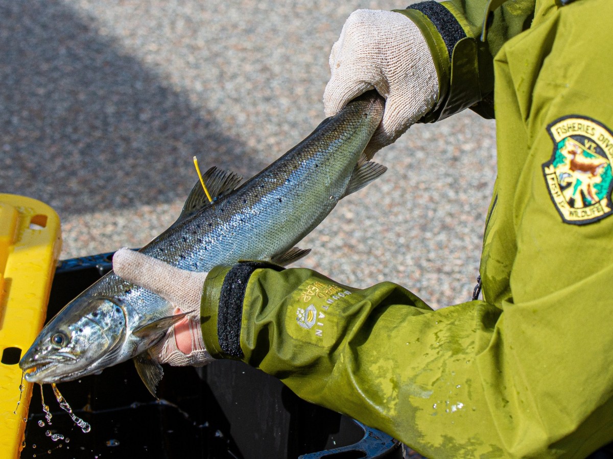 Salmon’s success bodes well for Winooski River health, but flooding and federal cuts stir fear