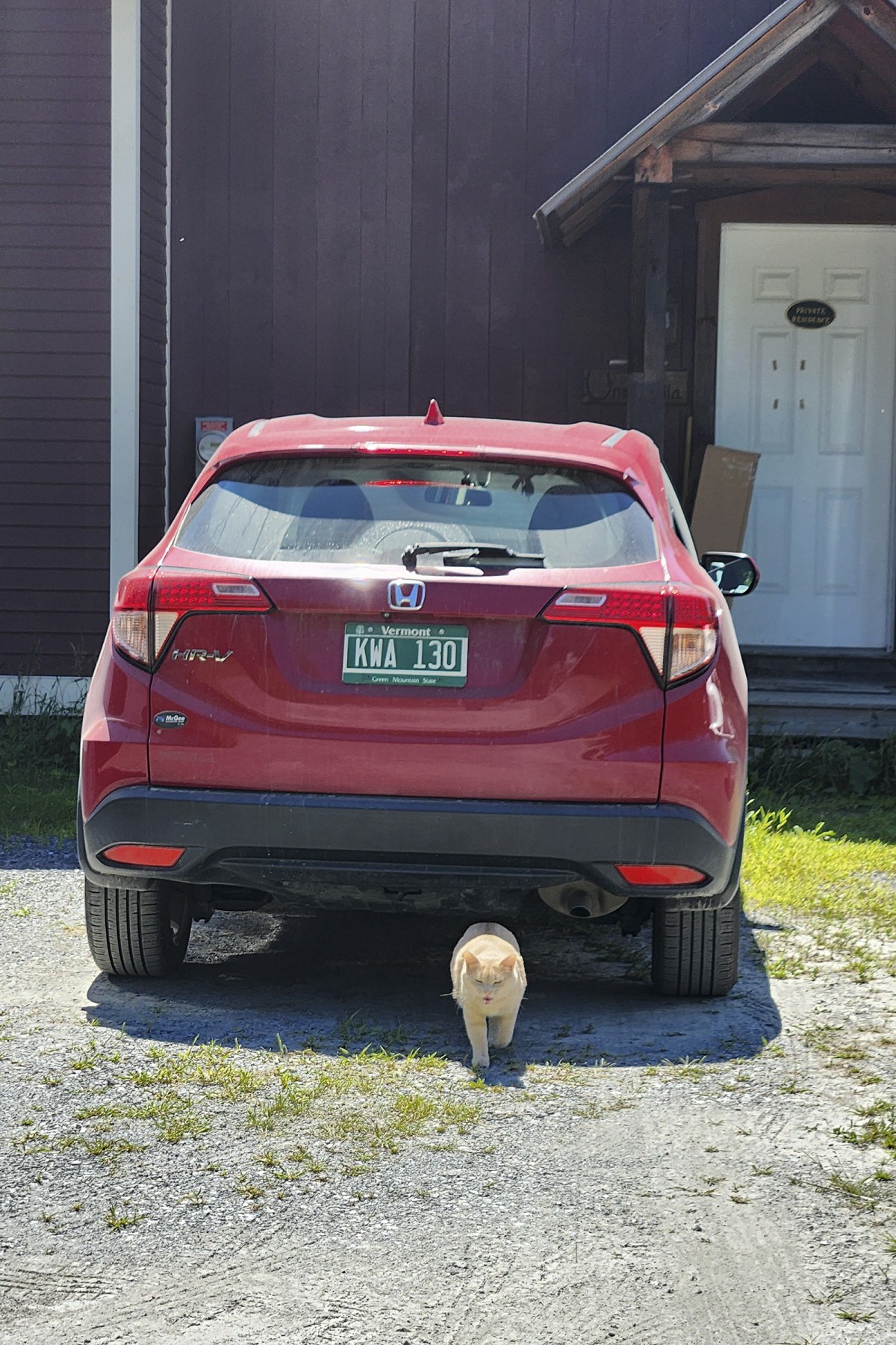 A small orange cat stands under the rear bumper of a parked red Honda HR-V with Vermont license plates in front of a house.
