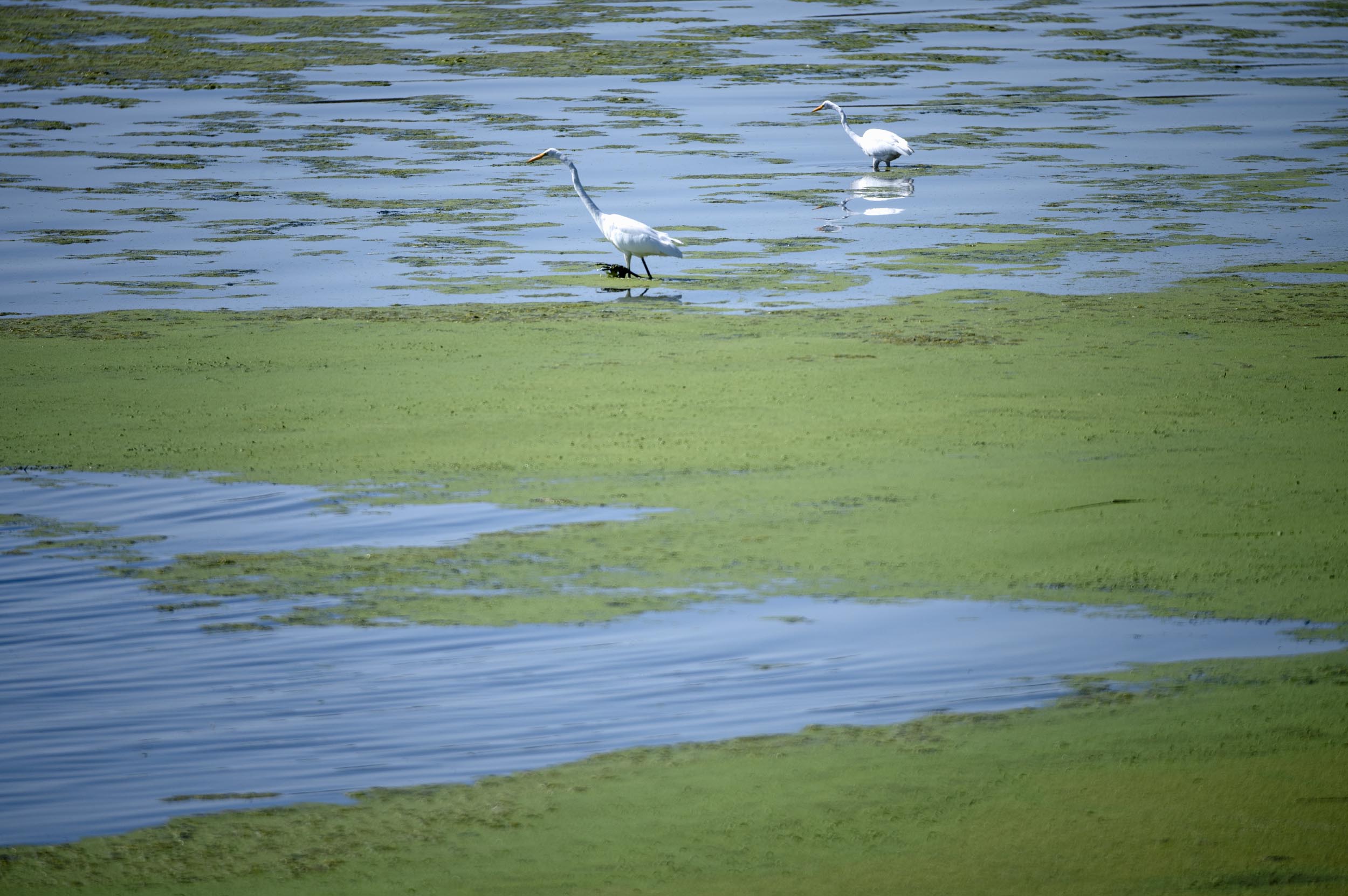 Two white wading birds walk in shallow water covered with green algae, with patches of open water visible.