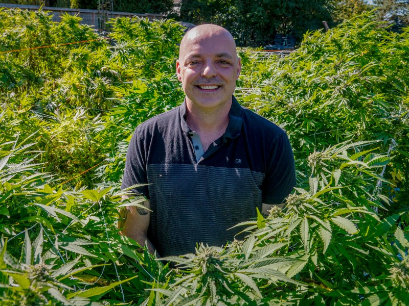 A man stands smiling in the middle of a dense cannabis garden with tall, leafy plants surrounding him on all sides.