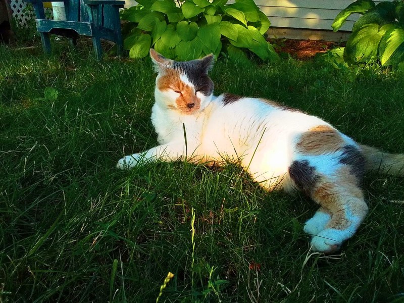 A white and calico cat lies on green grass in a sunlit yard, eyes closed, with green plants and a chair in the background.