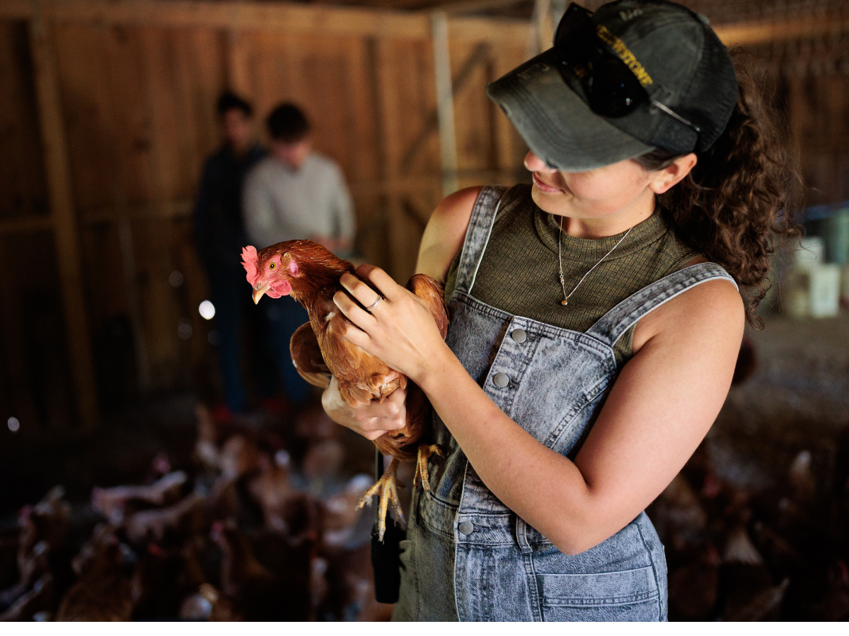 A person wearing a hat and overalls holds a brown chicken inside a barn, with blurred people and more chickens in the background.