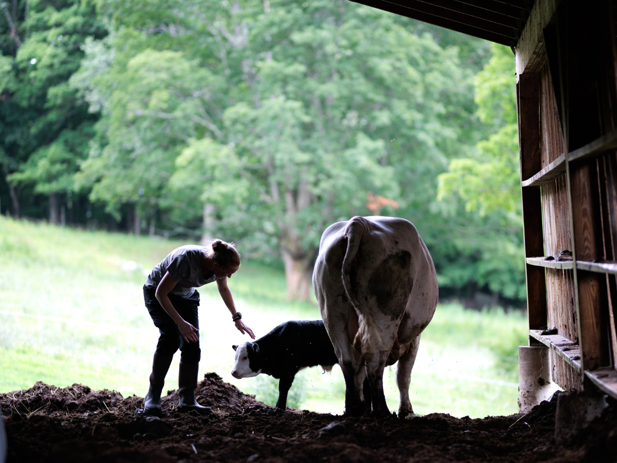 A person stands beside a cow and a calf in a barn doorway, with green trees and grass visible outside in the background.