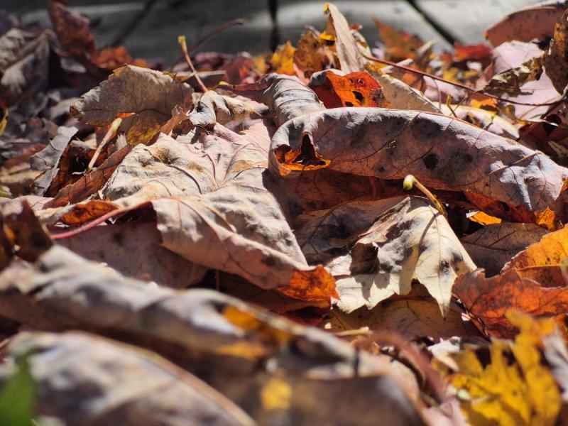 A close-up view of dry, fallen autumn leaves scattered on the ground, displaying various shades of brown, orange, and yellow.
