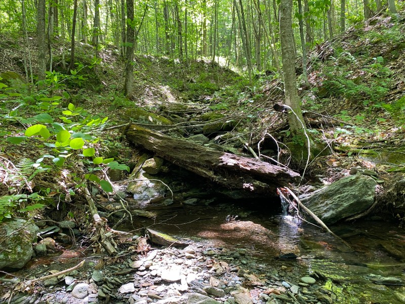 A small stream runs through a forest with green foliage, rocks, and a fallen log crossing the water under dappled sunlight.