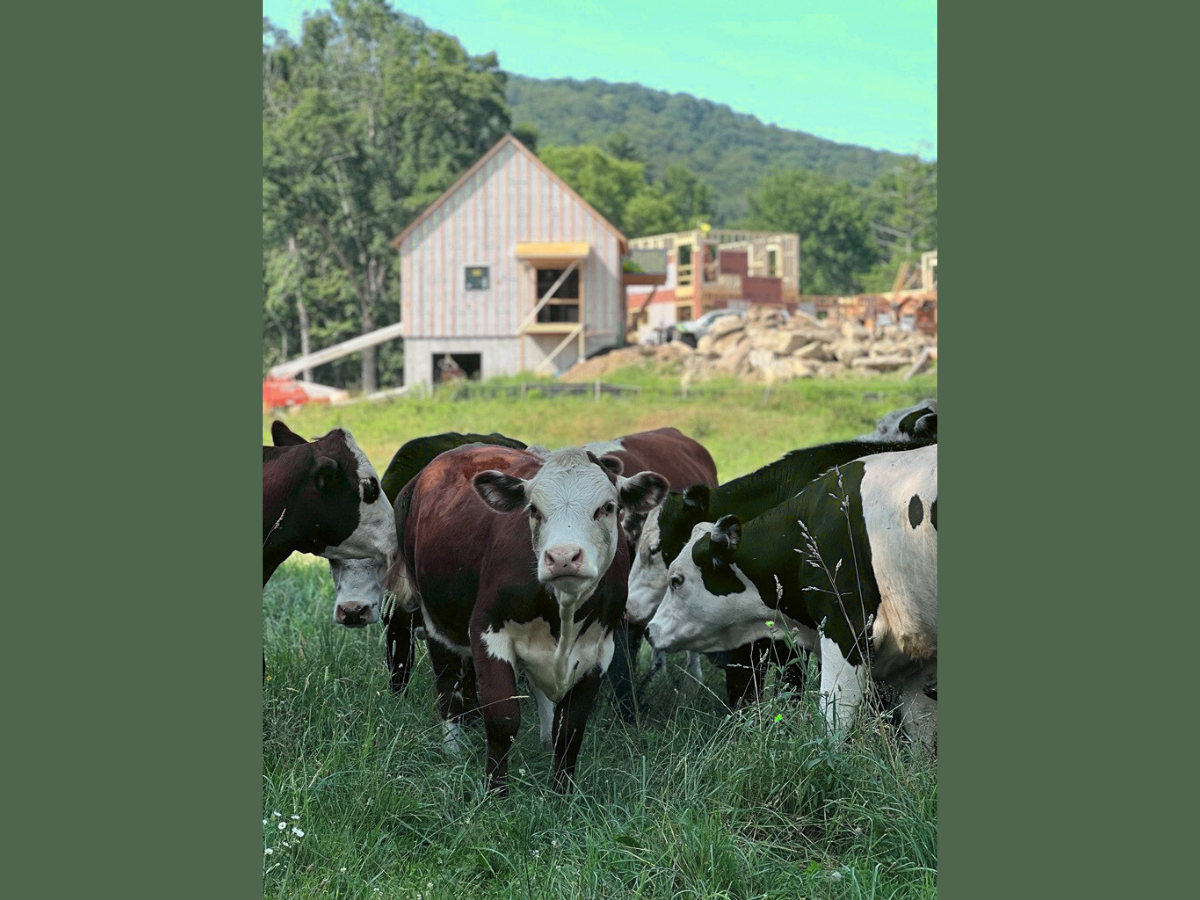 A group of cows stands in a grassy field with a partially constructed building and trees in the background.