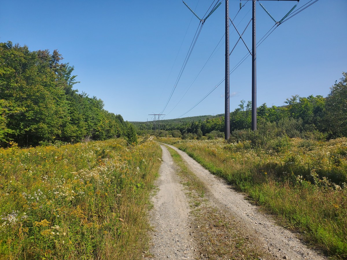 A gravel path runs through a grassy field with wildflowers and power lines overhead, bordered by green trees under a clear blue sky.