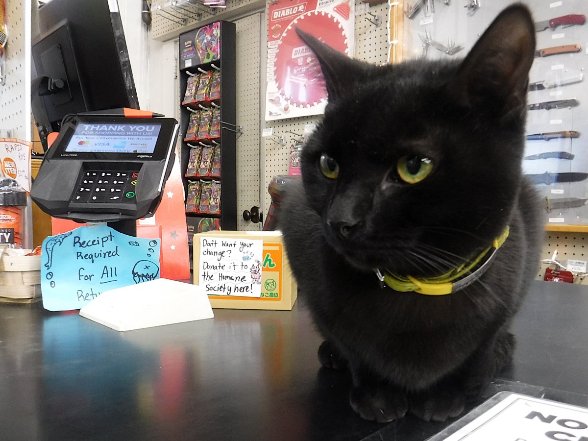 A black cat with a yellow collar sits on a store counter near a payment terminal and tip jars, with a sign reading "Receipt Required for All Pets" visible.